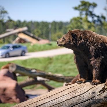 Visit Bear Country USA in Rapid City.