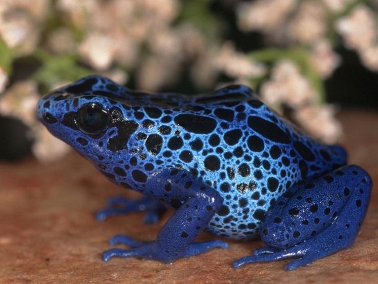 Blue Poison Arrow Frog