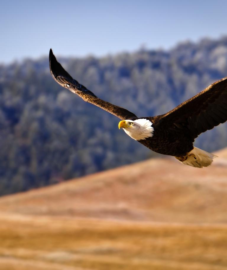 Eagle